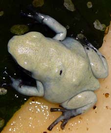 Dendrobates Galactonotus moonshine.jpg